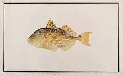 Starry Triggerfish, från Drawings of Fishes from Malacca, c.1805-18 (wc på papper) av Chinese School