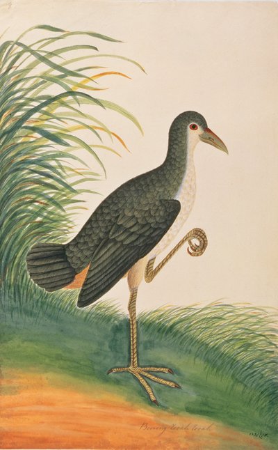 Vitbröstad Waterhen, från Drawings of Birds from Malacca, c.1805-18 (wc på papper) av Chinese School