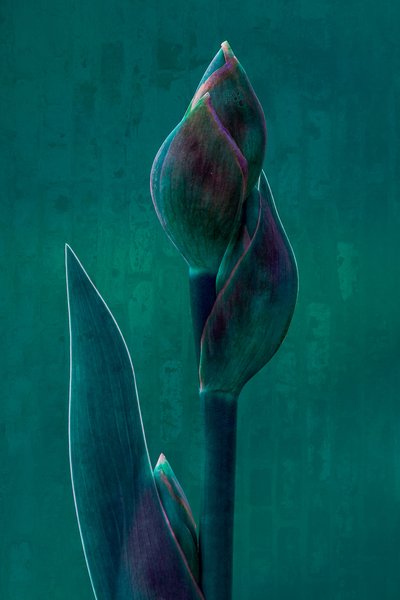 Moody Botanical Bloom av Chris Hamilton