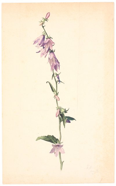 Campanula av Christen Dalsgaard
