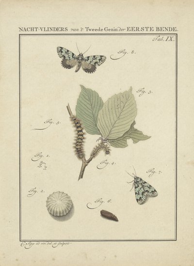 nattfjärilar Moths of the Second Family of the First Gang (titel på objekt) av Christiaan Sepp