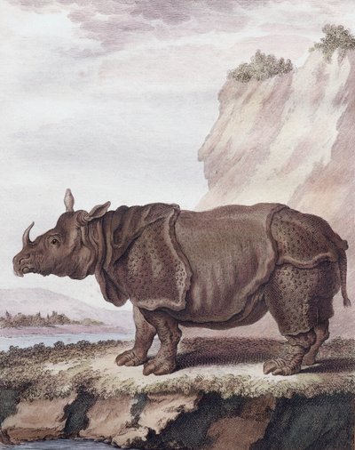 Noshörning (gravyr) av Christian Friedrich Fritzsch