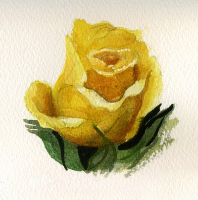 Yellow Rose, 2009 (akvarell på papper) av Christian Furr