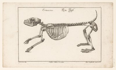 Skelett av en igelkott Erinaceus / Ein Egel (titel på objekt) Unterschiedliche Sceleta eller Bone-Cörper (serietitel) av Christian Hallbaur