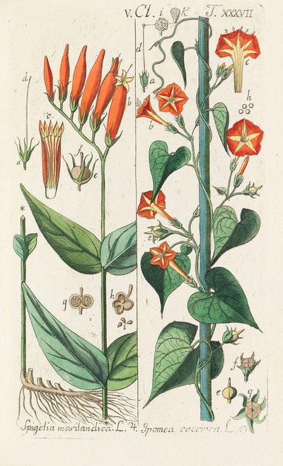 Botanisk handbok, 1808. av Christian Schkuhr