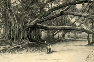Jätteträd i Buitenzorg, Java, 1898. av Christian Wilhelm Allers