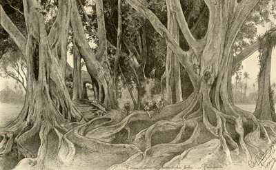 Jätteträd i den botaniska trädgården, Peradeniya, Kandy, Ceylon, 1898. av Christian Wilhelm Allers