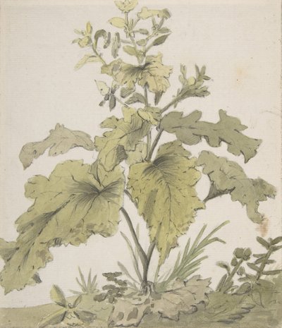 Studie av en växt, 1712-74. av Christian Wilhelm Ernst Dietrich