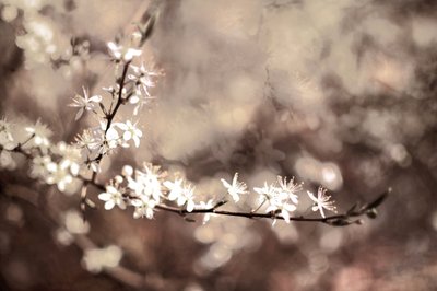 Ömtåliga blommor på grenarna av Christina Sillen