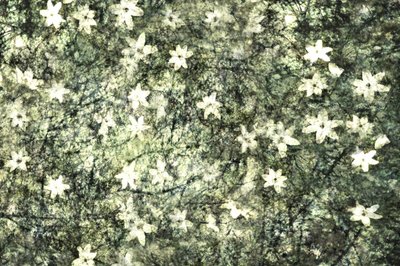 Ömtåliga trädgårdsblommor av Christina Sillen