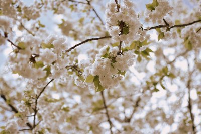 Ömtåliga vårblommor av Christina Sillen