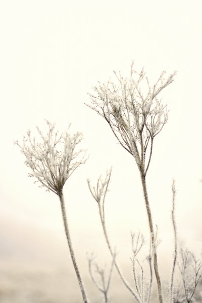 En mild vinterfrost av Christina Sillen