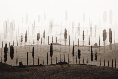 De drömlika Cypress Hills av Christina Sillen