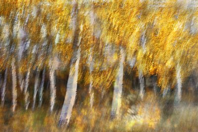 Den drömlika gyllene skogen av Christina Sillen