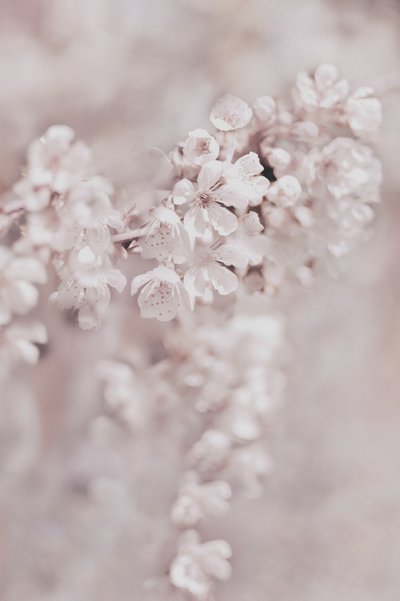 Drömlika rosa blommor av Christina Sillen