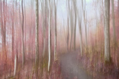 Den drömlika rosa skogen av Christina Sillen