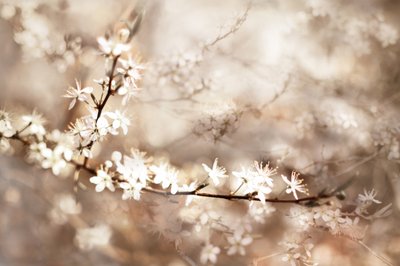 Drömlika vita blommor av Christina Sillen