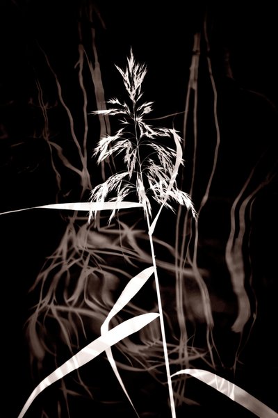 Elegant Sepia Reed av Christina Sillen