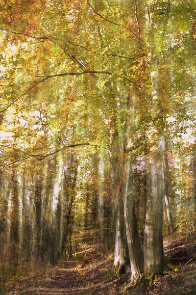 Stigen genom den förtrollade skogen av Christina Sillen