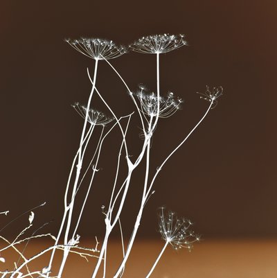 Lysande botaniska former av Christina Sillen