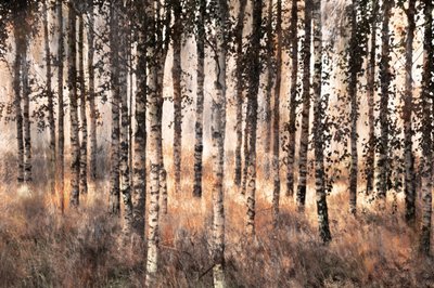Guldbjörkskogen av Christina Sillen