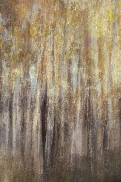 ”Golden Forest” – Sammanfattning av Christina Sillen