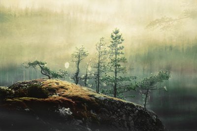 Dimskogens tallar av Christina Sillen
