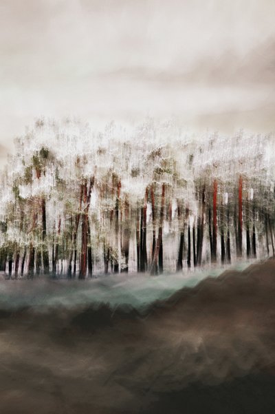 Lugnet i den dimmiga skogen av Christina Sillen