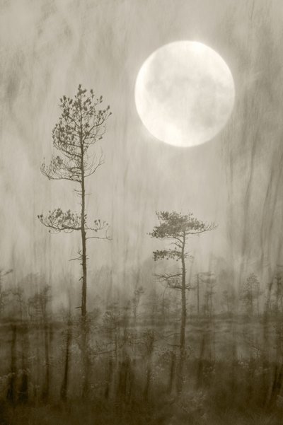 Misty Moon Over Bog av Christina Sillen