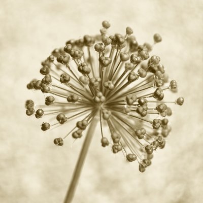 Sepia Allium-sfär av Christina Sillen