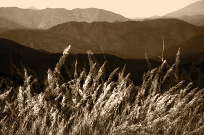 Sepia Mountain Grass av Christina Sillen