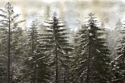 En snöig vinterskog av Christina Sillen