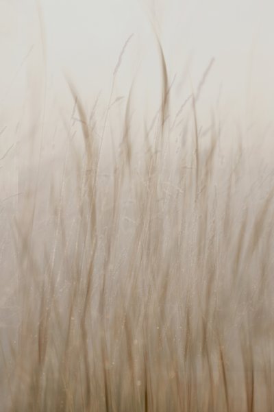 Mjuk beige gräs av Christina Sillen