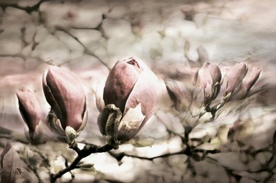 Soft Magnolia Buds av Christina Sillen