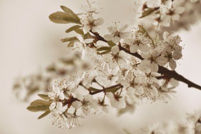 Mjuka vita blommor av Christina Sillen