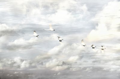 Svanar i flykt av Christina Sillen