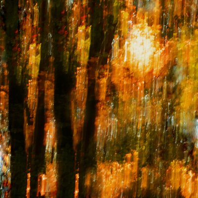 Färgsprakande höstträd av Christina Sillen
