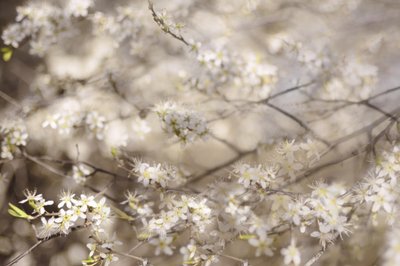 Vita vårblommor av Christina Sillen