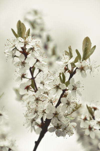 Vita vårblommor av Christina Sillen