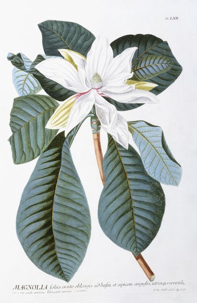 Magnolia, 1750-1773 av Christoph Jacob Trew