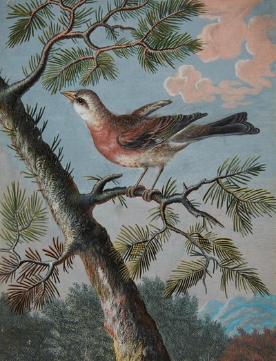 Sångfågel i en vintergröna av Christoph Ludwig Agricola