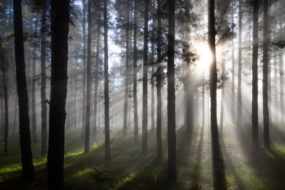 Solstrålar i den dimmiga skogen av Christoph Schaarschmidt