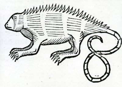 Leguan från "la Historia general de las Indias" 1547 av Christopher Columbus