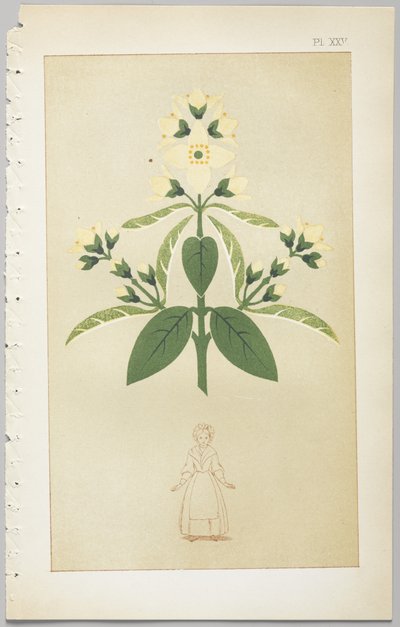 Konsten att dekorativ design: med en bilaga, som visar de timmar på dygnet då blommor öppnar, publicerad av Day & Son, London, 1862 av Christopher Dresser