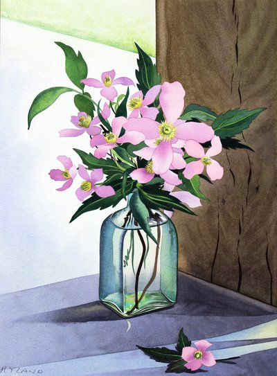 Stilleben Pink Clematis (akvarell på papper) av Christopher Ryland