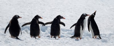 Pingviner på en snöig promenad av Chuanxu Ren