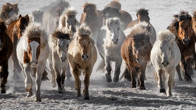 Vilda hästar stormar fram av Chuanxu Ren