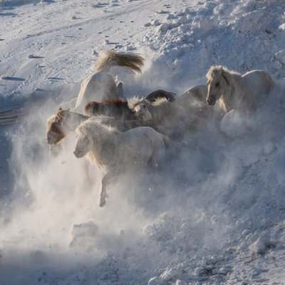 Vilda hästar som springer i snön av Chuanxu Ren