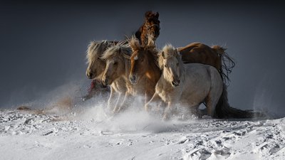 Vilda hästar som springer i snön av Chuanxu Ren