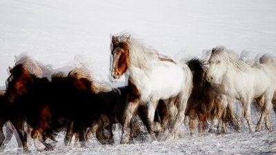 Vilda hästar i vinterlandskap av Chuanxu Ren
